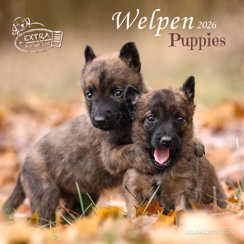 Bildkalender Hundewelpen, 30 x 60 cm ALPHA 160940