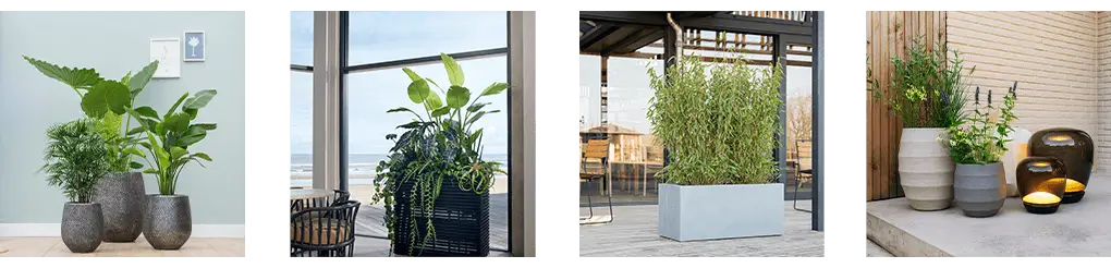 bilder_begruenungskonzept (3).webp